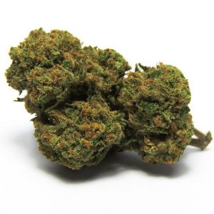 Harlequin Sativa Weed Strain Madrid